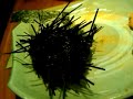 Uni Sashimi.3gp