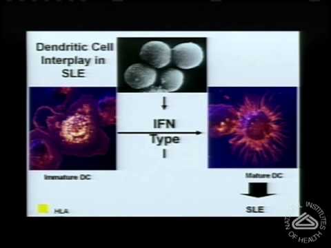 how to isolate human dendritic cells