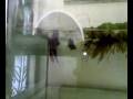 videos de pairbreeding.mp4