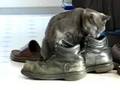 Cosmo loses superball in shoe 