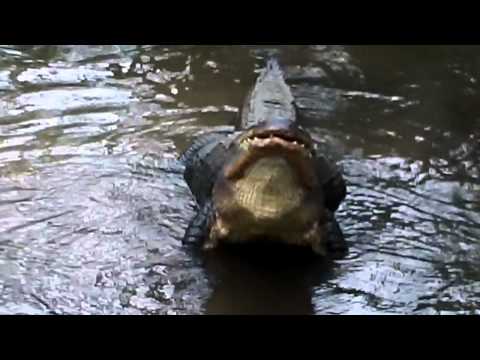 Male Alligator