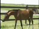 2007 arabian colt