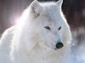 @nim@ux s@uva@ges: loups; huskis !