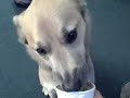 Frankenstein Eating Frosty Paws Frankenstein Eating Frosty Paws