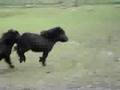 CRAZY FOALS AGAIN 2