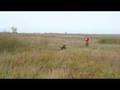Pheasant Hunting