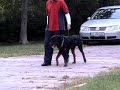 Rottweiler 
