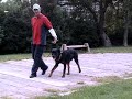 Rottweiler \"Face\" at training