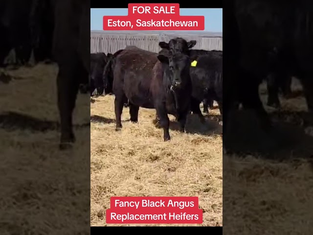 Fancy Black Angus Replacement Heifers in Livestock in Saskatoon