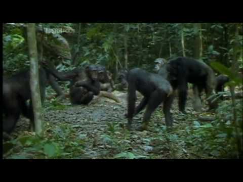 Ape - Fascinating documentary in which primates are observed to exhibit a plethora of social displays and emotions, ranging from non-reciprocated altruism (both in...