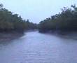 WONDERFUL SUNDERBAN-a sea mangrove tango.
