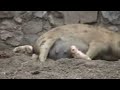 animal pariendo