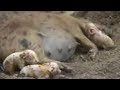 animal pariendo