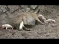 animal pariendo
