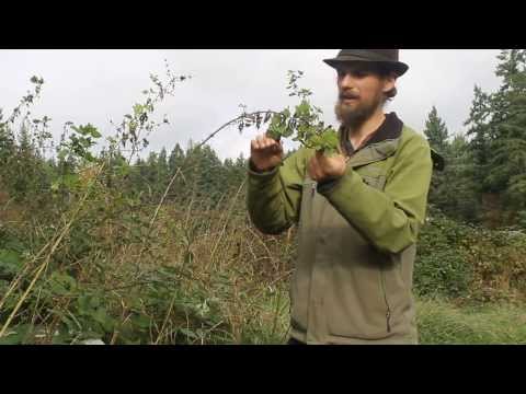 how to harvest yarrow