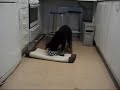 Alkueläin Alkueläin