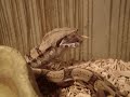Boa constrictor eating mice