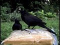 Grackles Puffing Up to Squawk! [Backyard Bag Feeder Project]