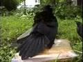 Grackles Puffing Up to Squawk! [Backyard Bag Feeder Project]