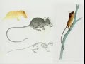 Authors@Google: Patricia Wynne