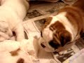 English Bulldog Puppies English Bulldog Puppies
