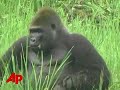Scientists Cheer Gorilla Find