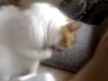 cat name pamuk