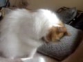 cat name pamuk cat name pamuk