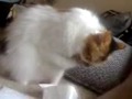 cat name pamuk