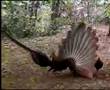 Funny birds mating (Mc Hammer)