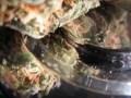 videos de north2south Cali has the best weed and babys
