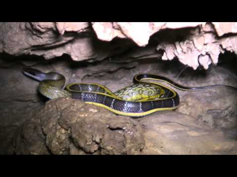 YouTube reptile video