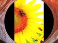 a video i made for anais mitchell's shenandoah