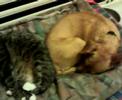 BILLI ZAGOR E TARICONE