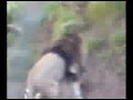 gay humping lions relax