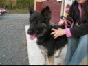 Chien Zo�
