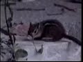 Dramatic Chipmunk (Prairie Dog) Following Puking Chipmunk Dramatic Chipmunk (Prairie Dog) Following Puking Chipmunk