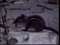 Dramatic Chipmunk (Prairie Dog) Following Puking Chipmunk