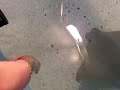 Sting Ray touch pool @ The Mystic Aquarium with Mike and Sera - PART II