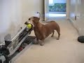 Chien rigolo