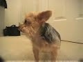 funny dog, play with a robot.