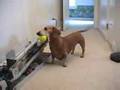 Chien rigolo