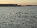 Eider Hunt