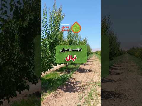 ۳ نکته طلایی برای کاشت اصولی نهال#shorts