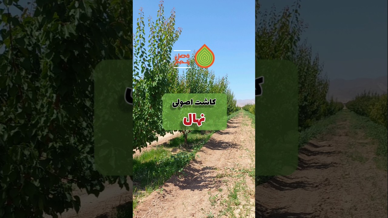 ۳ نکته طلایی برای کاشت اصولی نهال#shorts