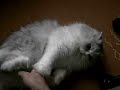 Persia cat names petrick