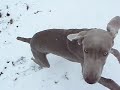Weimaraner