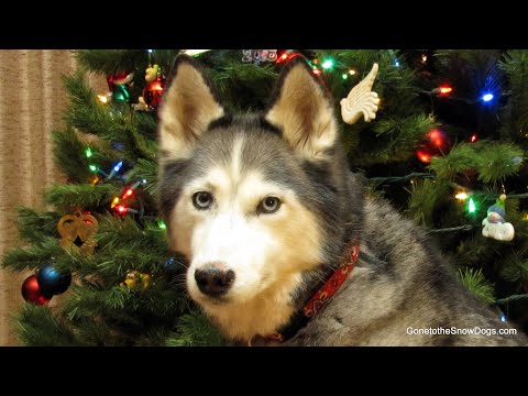 how to put up a christmas tree