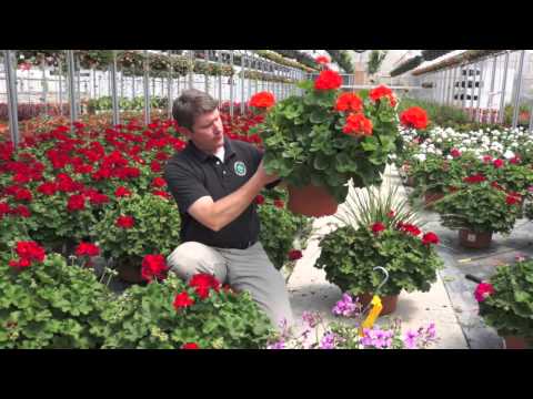 how to grow geraniums