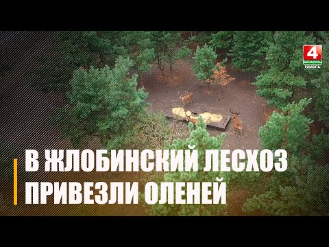 В Жлобинский лесхоз привезли оленей видео